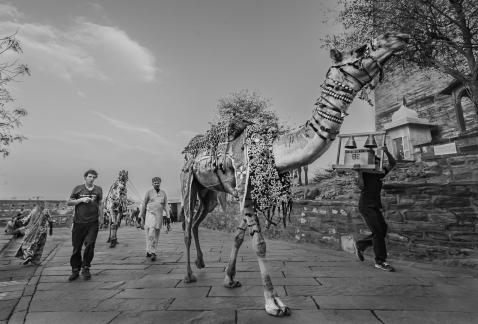 Camel Ride In India