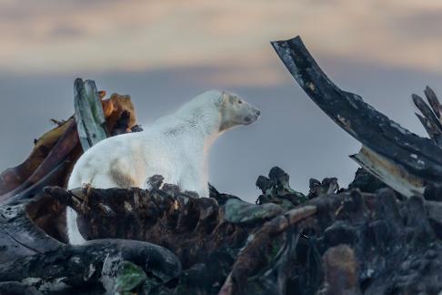 Polar Bear Canvasing Whale Bone