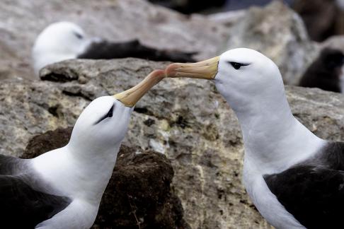 Wandering Albatros Couple