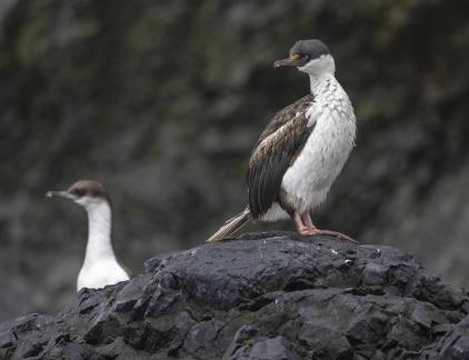 Antarctic Shag