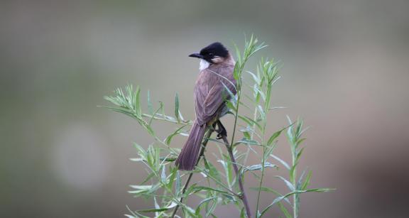 Pycnonotus xanthorrhous