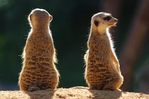 Two Meerkats