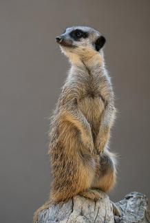 Suricate a Upie 2