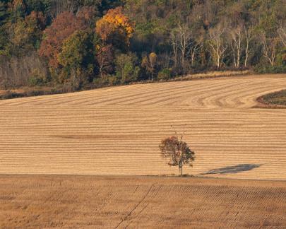 Wyalusing field