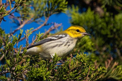 Cape May warbler