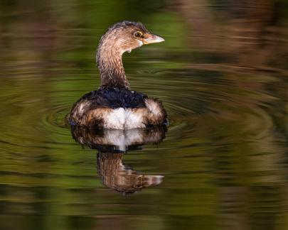 Grebe with reflection 5702