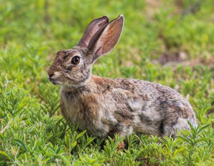 Rabbit Bosque del Apache