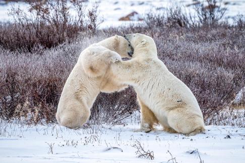 Polar Bears Playing 24