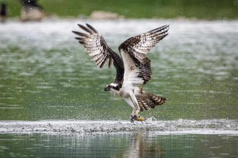 Osprey Bringing Home Fish 25