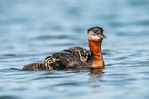 Red-necked grebe Babies 18