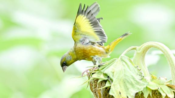 goldfinch