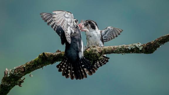 Pied Falconet 9