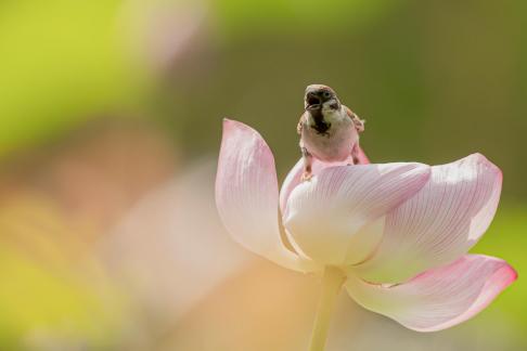 Lotus Pond