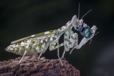 Army mantis and fly