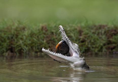 Crocodylus Porosus 7131