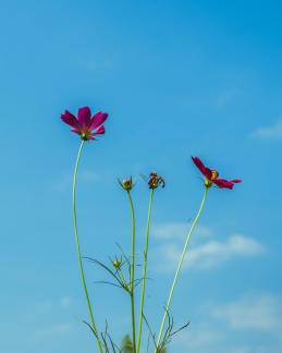 Natural flowers 4