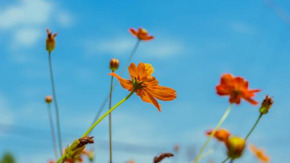 Wildflowers by the roadside 1