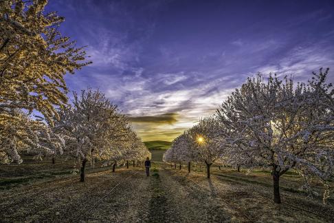 Entre almendros