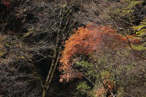 The mountain leaves are red 2