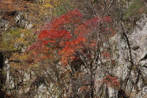 The mountain leaves are red 4