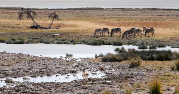 Namibian park_7