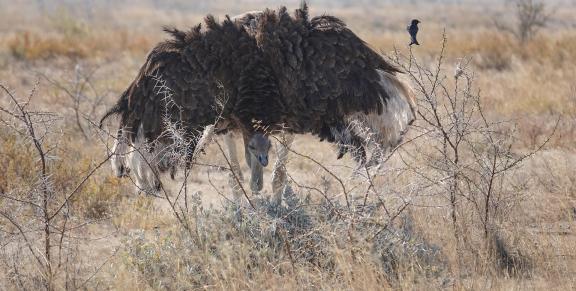 Ostrich and friend