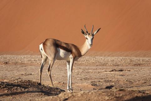 Springbok