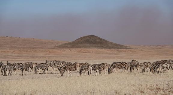 Zebras