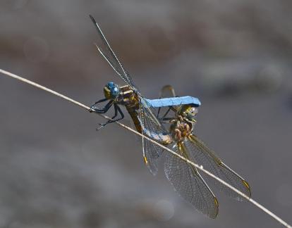 Keeled skimmers coupling