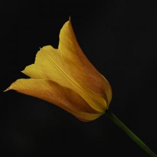 Tulip