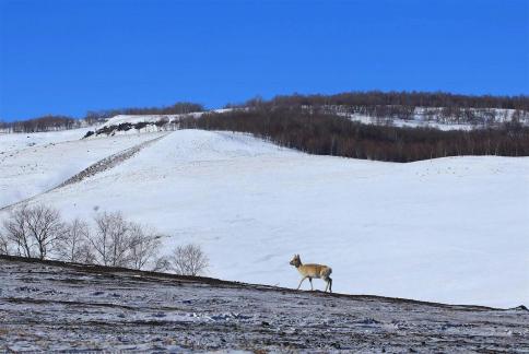 Trek through the snowy plains