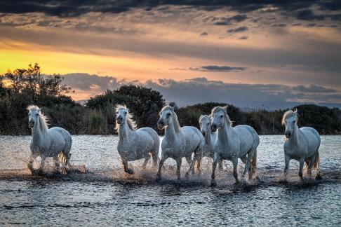 Camargue horses at sunset 29