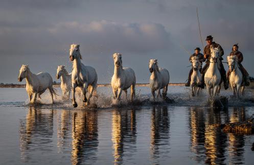 Charging Camargue horses 25