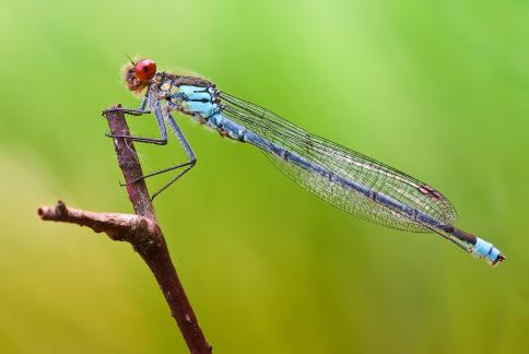 Damselfly red eye 2