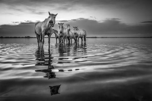 Wild horses in the water 7