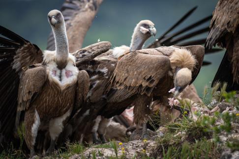 Vultures in the Pyrenees 1