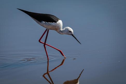 Egret in the marsh 1