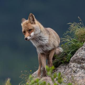 Fox at Lauzet 8