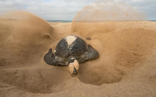 turtle covering eggs 148