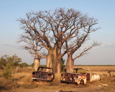 Under the boab tree