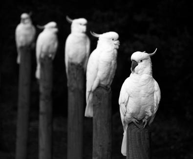 Cockatoos in a row