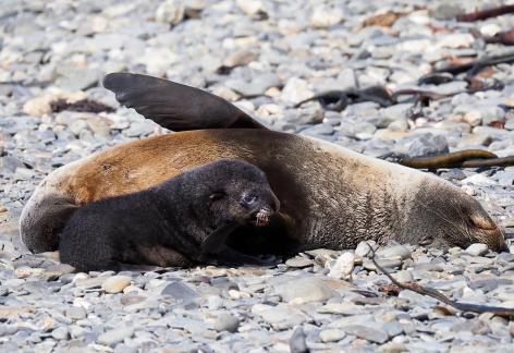 Fur seal and pup