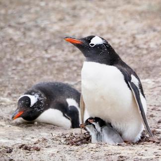 Twin gentoo chicks