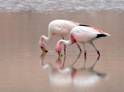 Two flamingoes