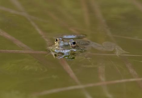 Green Ripples