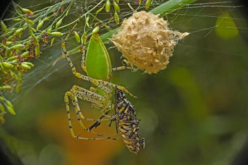 mutual food