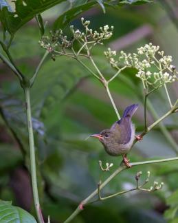 Female sunbird in the tree