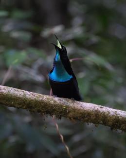 Magnificent Riflebird calling