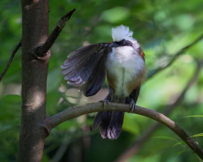 White-crested Laughingthrush