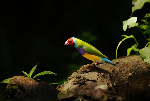 Eight colored sparrow bird